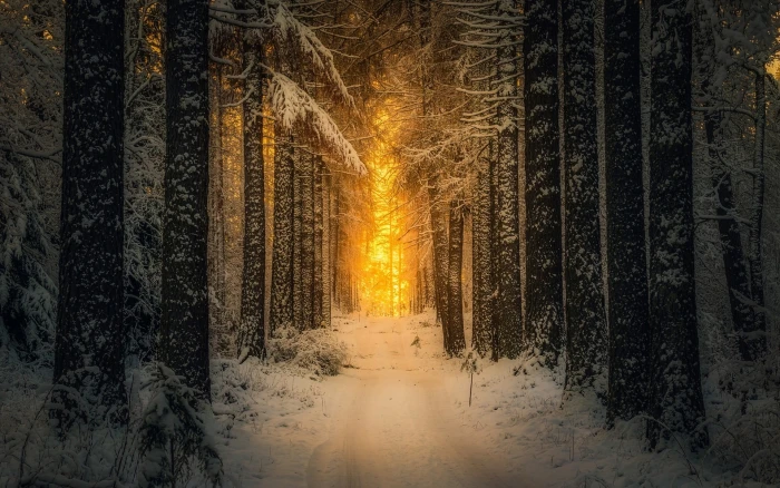 black trees landscape nature snow forest sunlight winter 2k