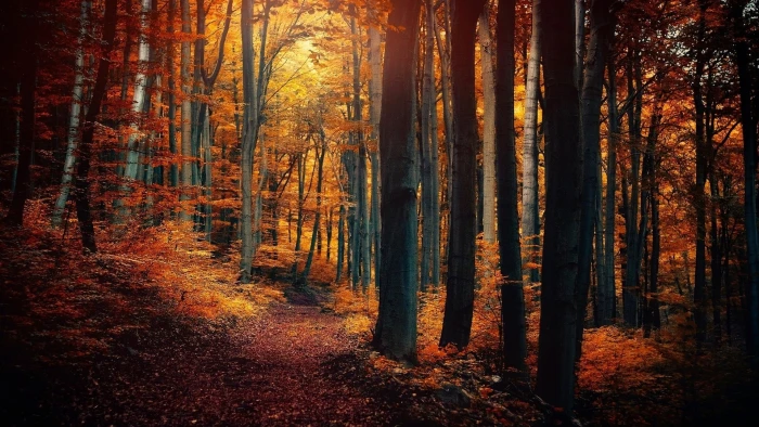 brown leafed trees orange leaf nature landscape forest 2k