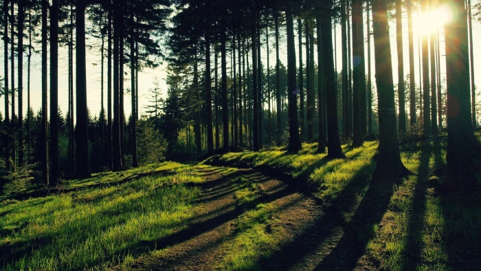 green forest leafed trees during daytime landscape grass 2k