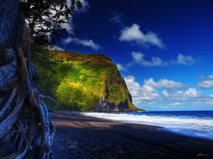 green tree near beach and hill under white blue sky waipio 2k