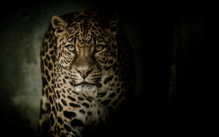 Leopard HD 2k 4k
