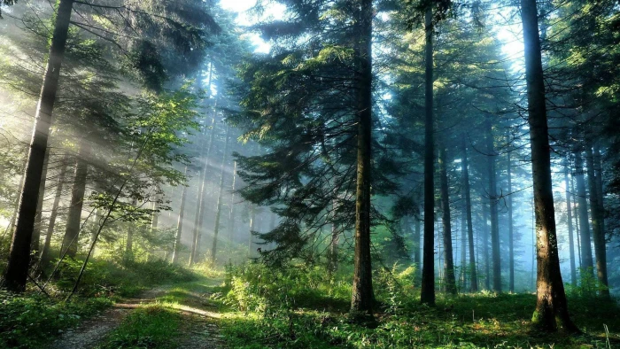 nature forest tree landscape summer park trees spring 2k