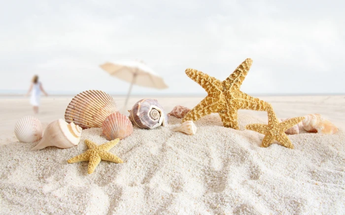 Summer Sea Shells sand beach 2k