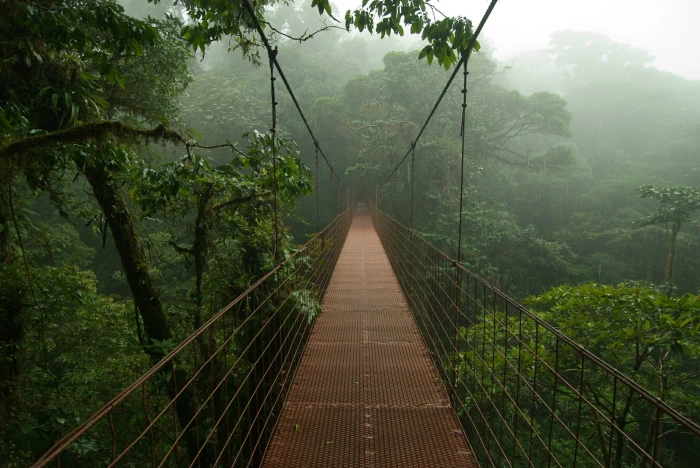 trees Costa Rica mist rain jungle bridge nature 2k