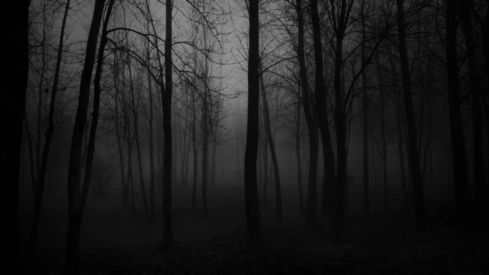 black and white forest nature foggy atmosphere darkness 2k 4k