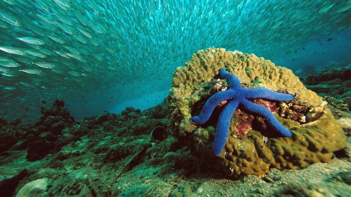 blue starfish nature sea water underwater coral life 2k