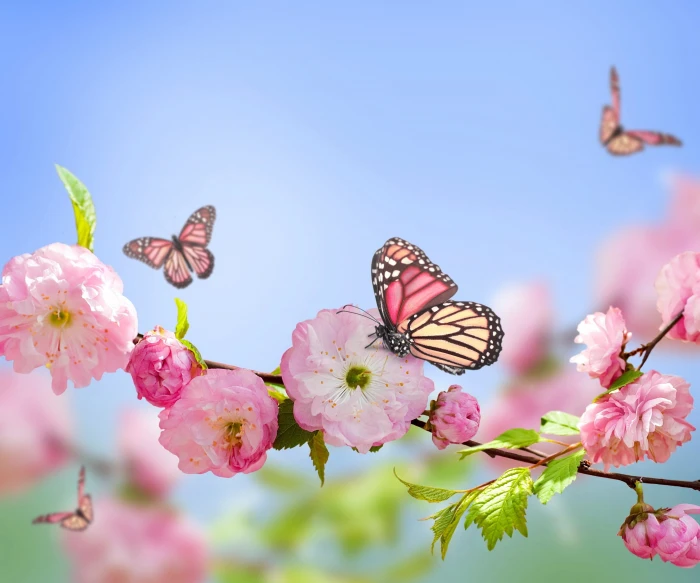butterfly nature flowers pink blossoms beauty in 2k 4k