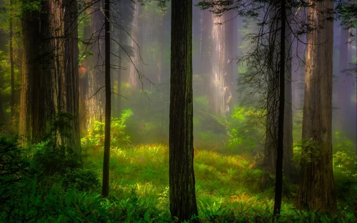 forest wallpaper and trees during mist nature wood 2k