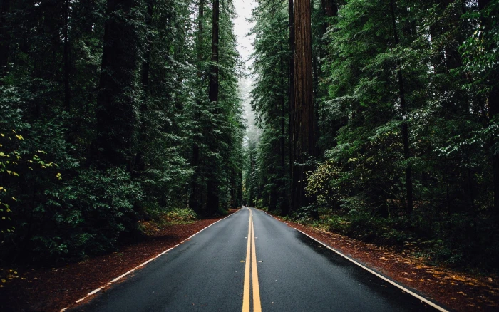 green leaf plants road between pine trees nature forest travel 2k