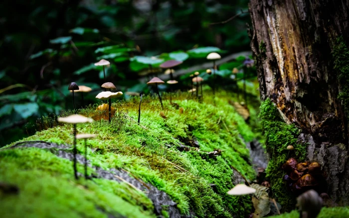 green leafed plants macro mushroom moss nature tree selective focus 2k