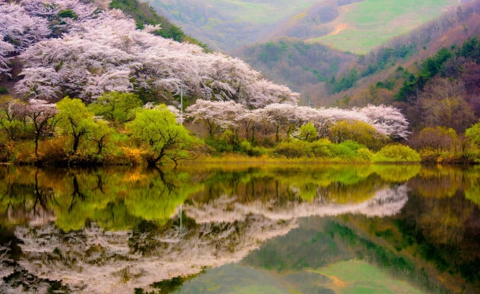 green leafed trees spring forest mountains lake reflection 2k