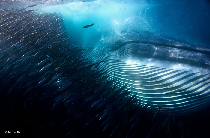 humpback whale TV still nature water underwater sea animals 2k