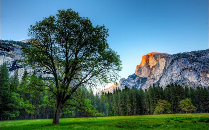 laptop backgrounds nature images plant tree sky 2k