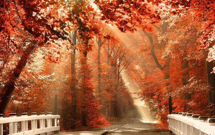 Nature Autumn Forest Leaves Iphone roads 2k