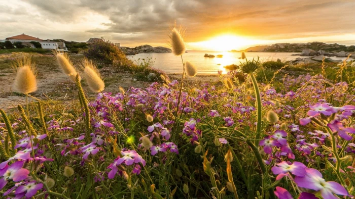 nature hd for pc download water plant beauty in 2k