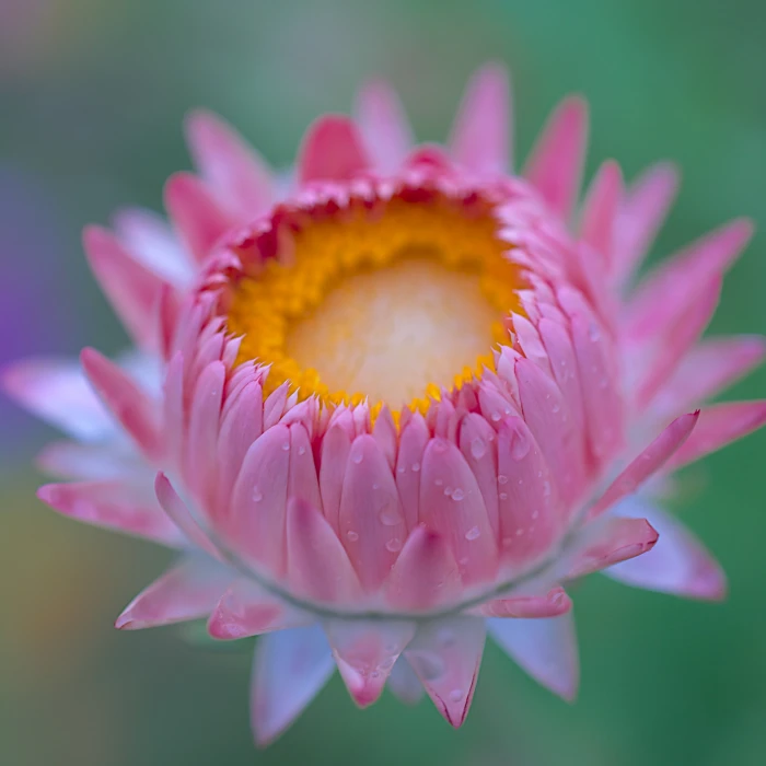 pink petaled flower in closeup shot DSC fleur rain natural light 2k 4k