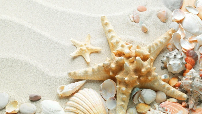 white starfish macro nature sand seashells beach animal Shell 2k