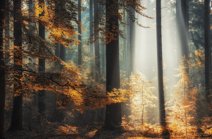 yellow leafed trees brown leaf photo nature landscape 2k
