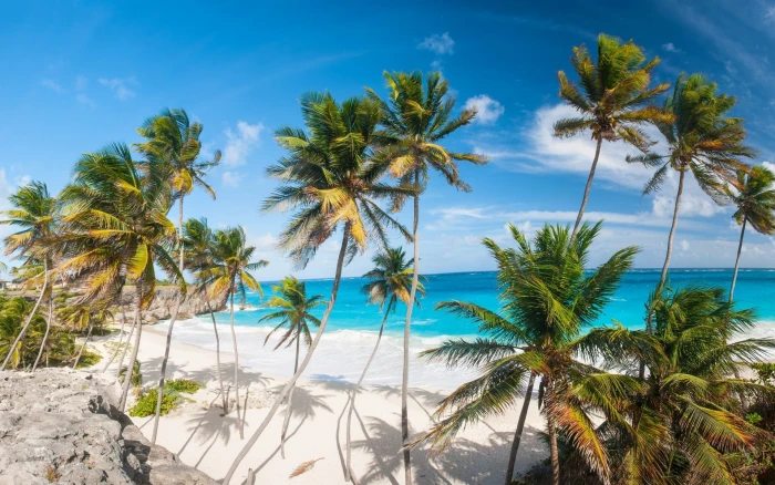 beach palm trees tropical sea 2k