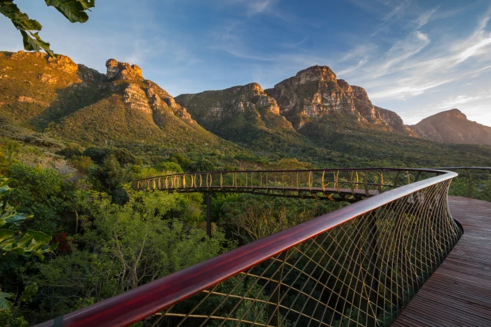 brown and black tree branch Cape Town Kirstenbosch National Botanical Garden 2k
