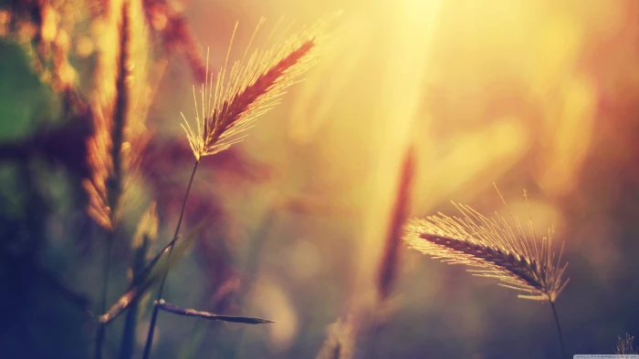 brown grass shallow focus photography of wheat nature macro 2k 4k