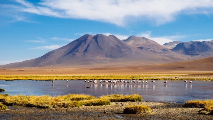 flock of flamingo on body water in front a brown mount under blue sky during day time flamingos 2k
