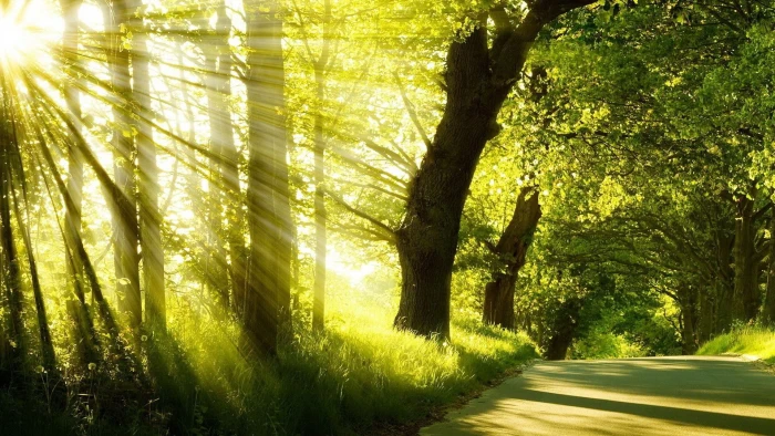 for desktop nature scenes beautiful scenery tree 2k