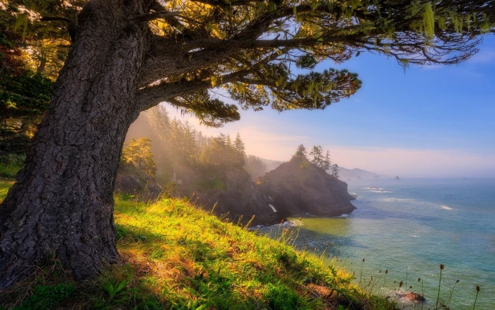 green leaf tree nature landscape Oregon sea sunlight coast 2k