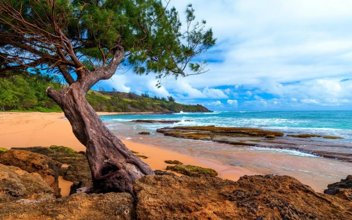 green leafed tree landscape nature Kauai Hawaii island beach 2k