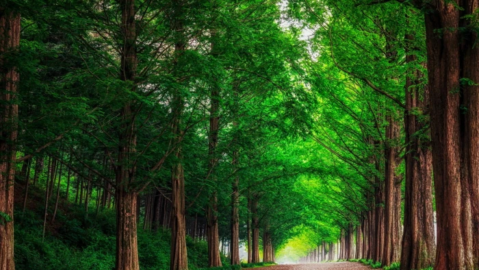 green leafed tree landscape nature trees plant color 2k