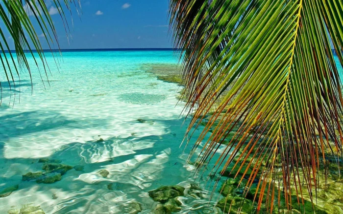 green palm tree nature landscape Maldives tropical sea trees 2k