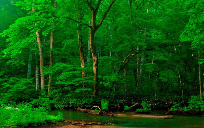 hd high resolution nature tree plant forest green color 2k