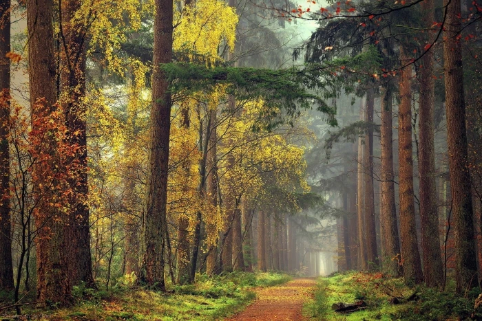 nature pathway green leafed forest trees mist fall grass 2k