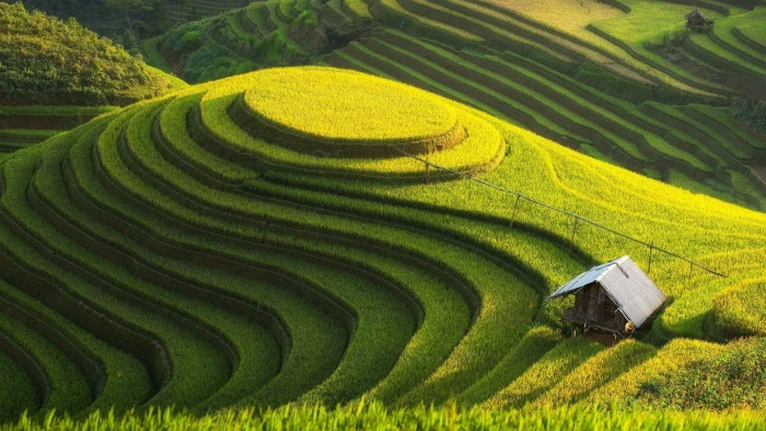rice paddy field landscape 2k