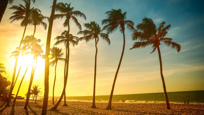 Tropical beach beautiful sunset palm tree sea people dusk coconut trees 2k