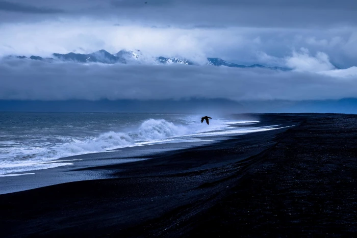 beach bird clouds cloudy dawn dramatic flying gloomy 2k 4k