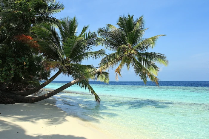 beach palm trees sea 2k