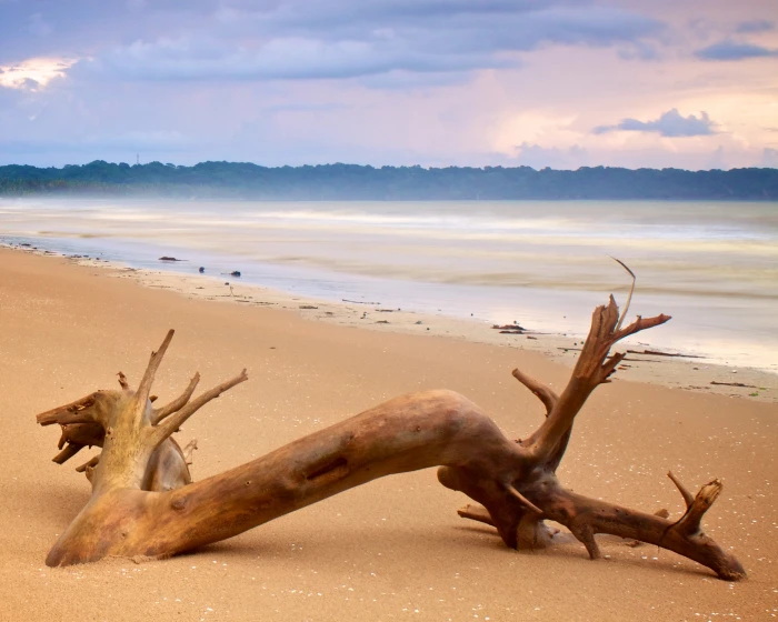 brown driftwood near beach during daytime trinidad tobago 2k