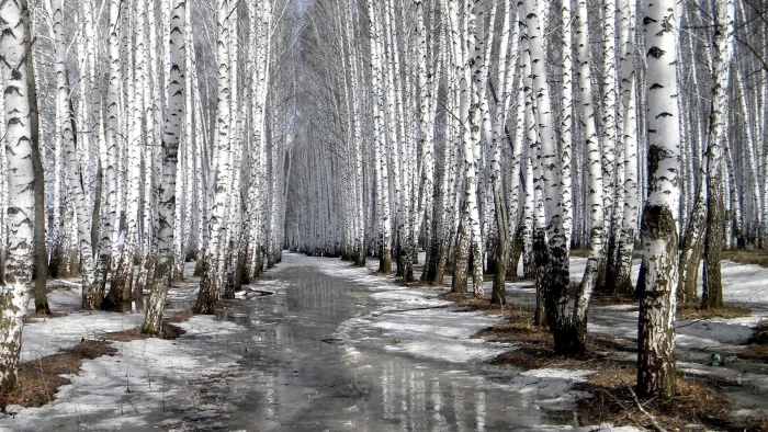 for desktop nature scenes beautiful scenery tree 2k