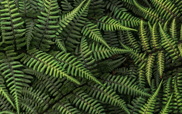 green fern plants nature ferns leaves growth color 2k