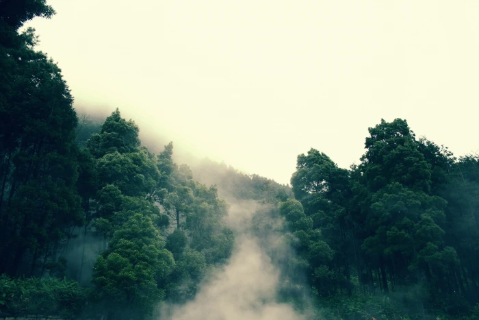 green leaf trees forest landscape mist nature plant sky 2k