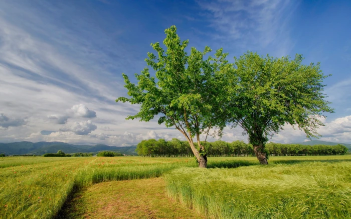 Italy nature scenery spring fields trees sky 2k