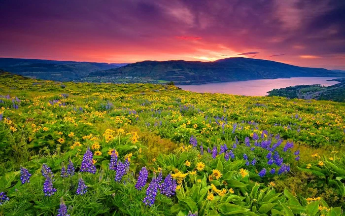 Landscape Nature Yellow And Blue Flowers Meadow Lake Mountain Sky With Clouds Red Wallpaper High Resolution 2k