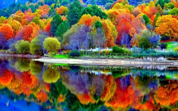 nature Forest lake Water tree hd 78 2k