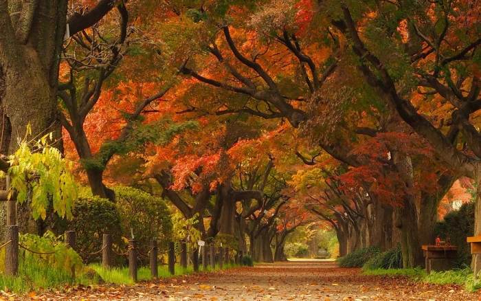nature landscape maple leaves trees park road street 2k