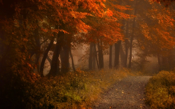 red leafed trees empty road near flowering tree path mist 2k