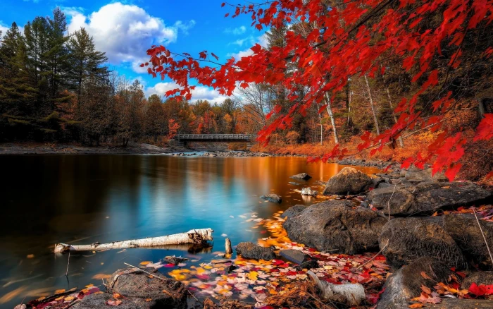 red leafed trees river surrounded with fall nature lake 2k