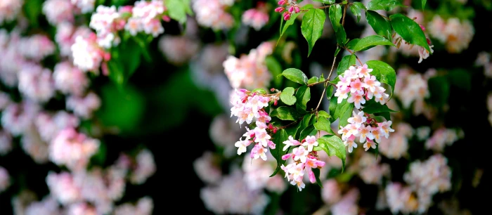 White and Pink Flower bloom blossom flora flowers nature 2k 4k