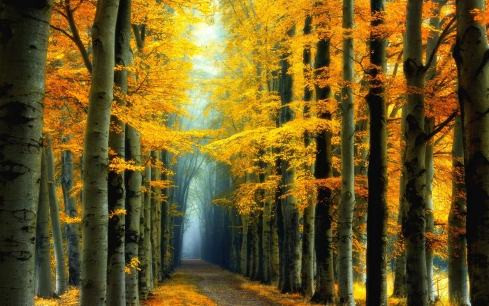 yellow leafed trees nature landscape fall colorful forest 2k