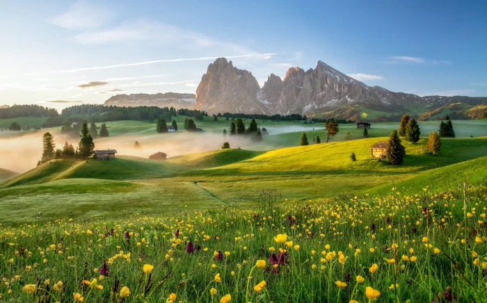 yellow petaled flower field during daytime nature photography 2k